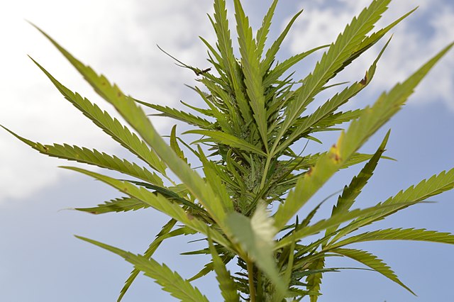 Marijuana plant in Jamaica. Photo via Flickr Commons