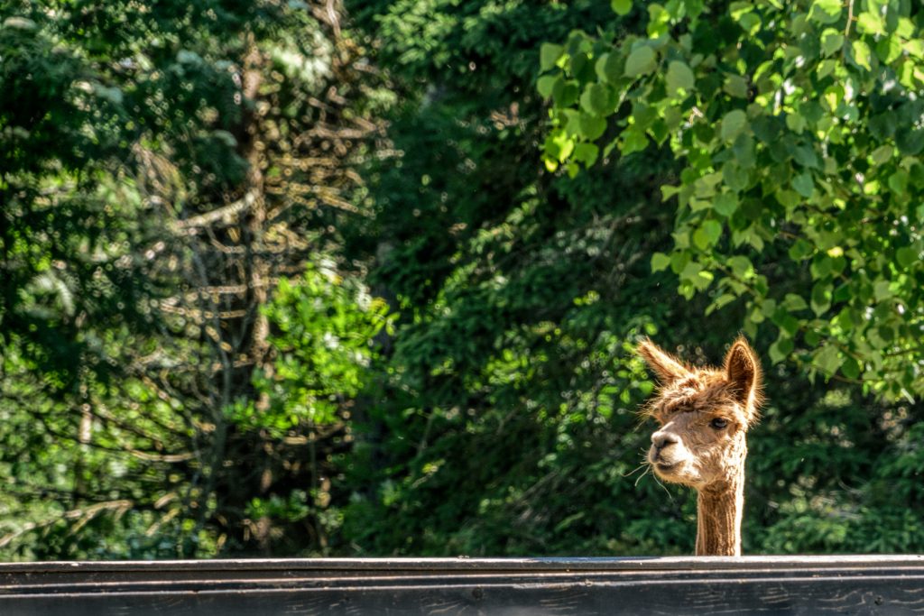 An alpaca on the Kingsbrae Horticultural Garden Inc.