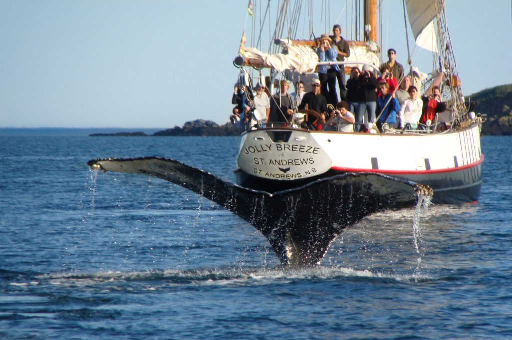The Bay of Fundy and the 22-metre-long Jolly Breeze ship with the ship’s crew and marine biologists