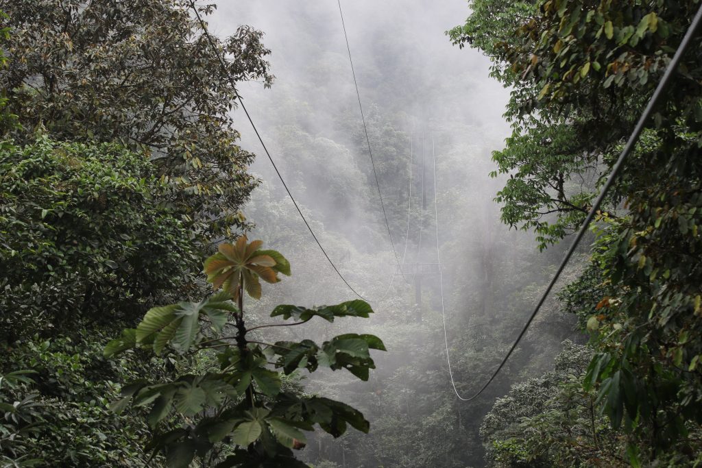 The cables of the Dragonfly disappear into the misty canopy of the cloud forest.