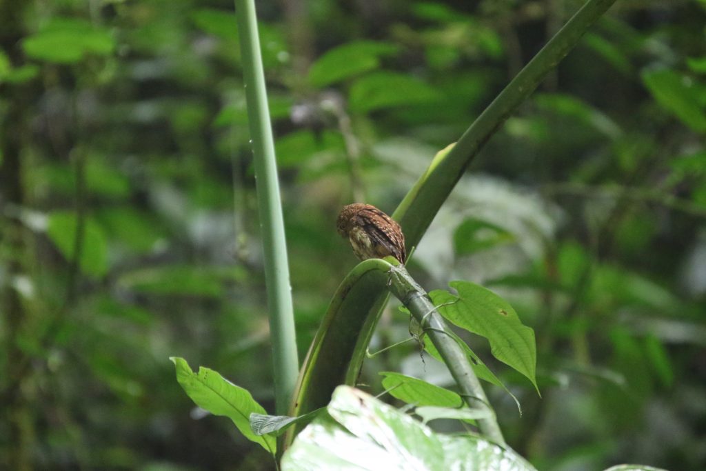A cloud forest pygmy owl at Mashpi Lodge.