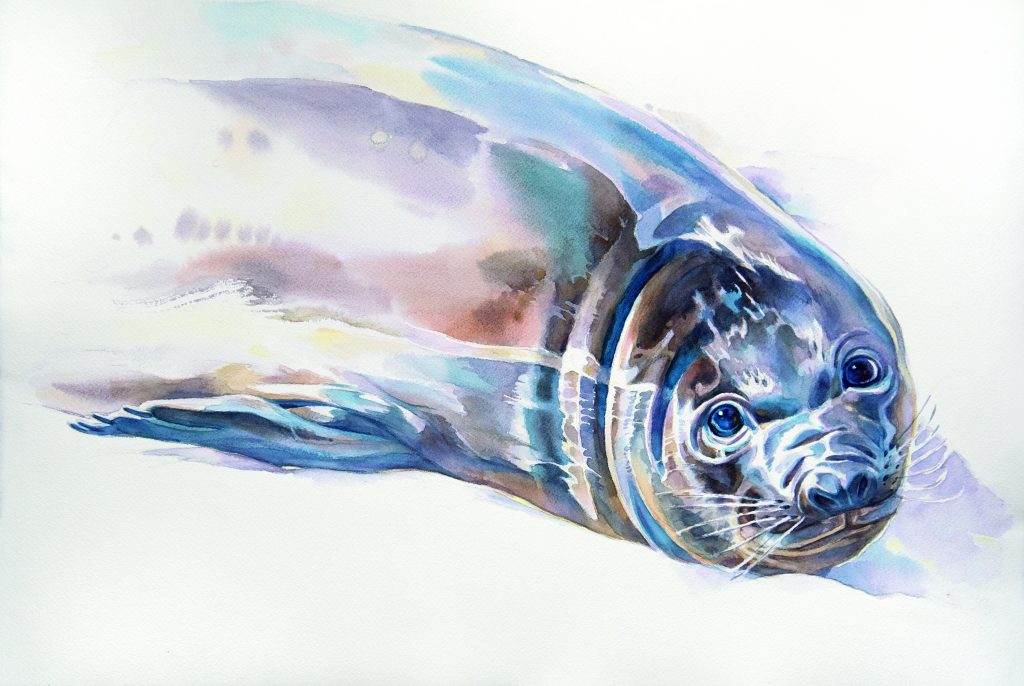 Watercolour painting of an elephant seal pup