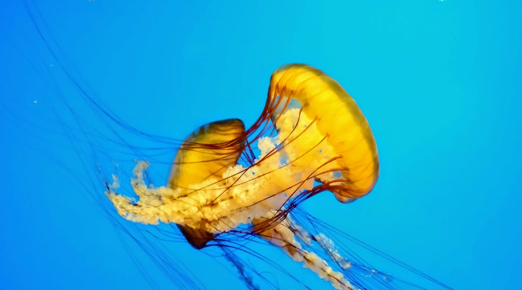 A jellyfish at the California Academy of Sciences