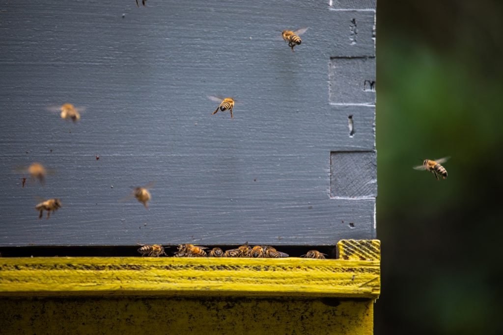Vancouver, wellness, Westin Bayshore, honey, apiary, bees, culinary, food