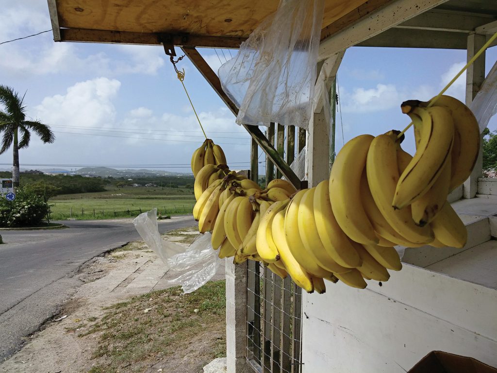 Bananas at a roadside fruit stand