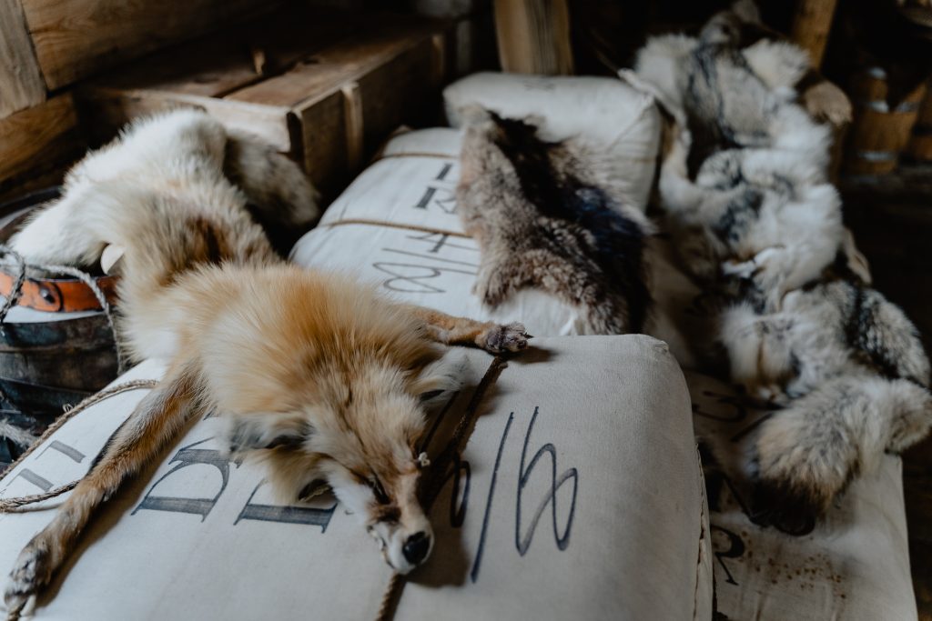Fox furs at Festival du Voyageur