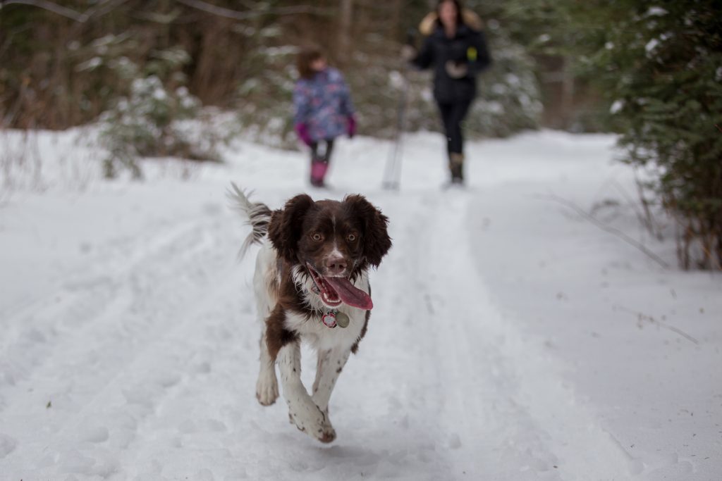 Domaine Summum, Mont-Tremblant, dog hotel, Quebec