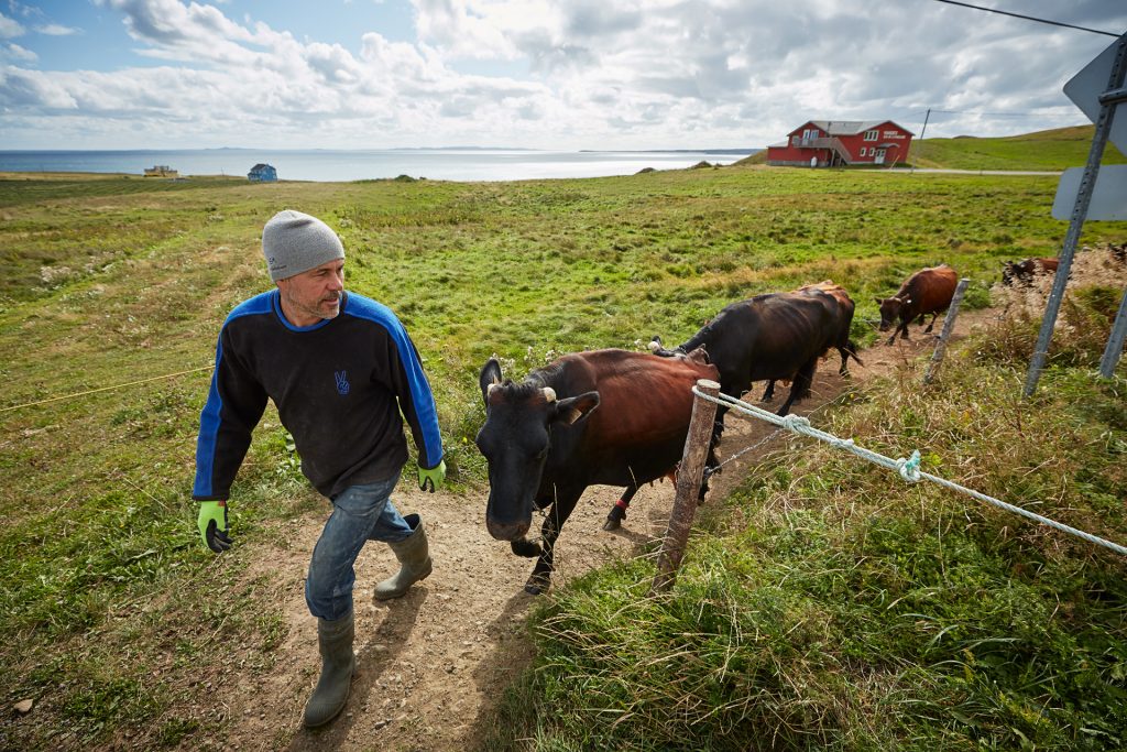Magdalen Islands cows