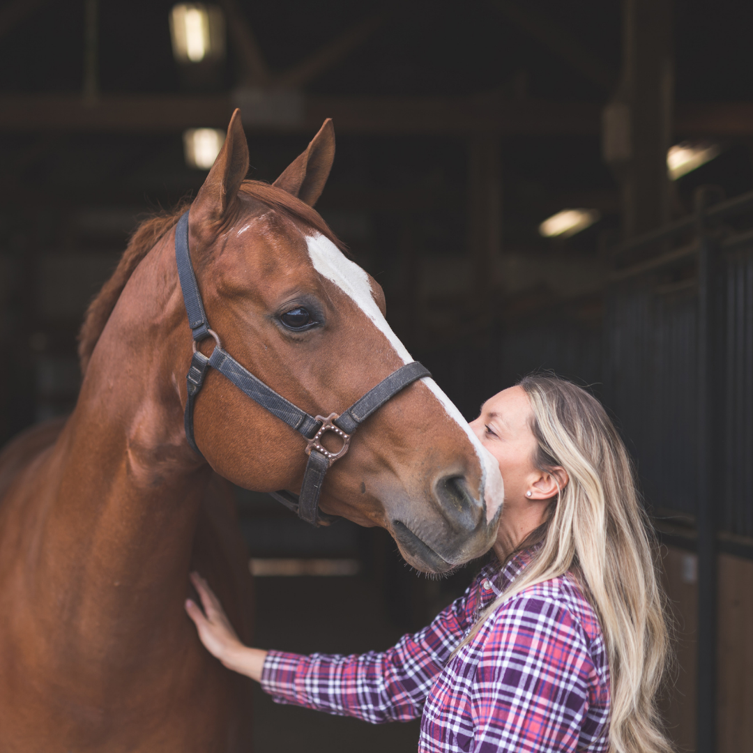 5 raisons convaincantes de faire micropucer votre cheval