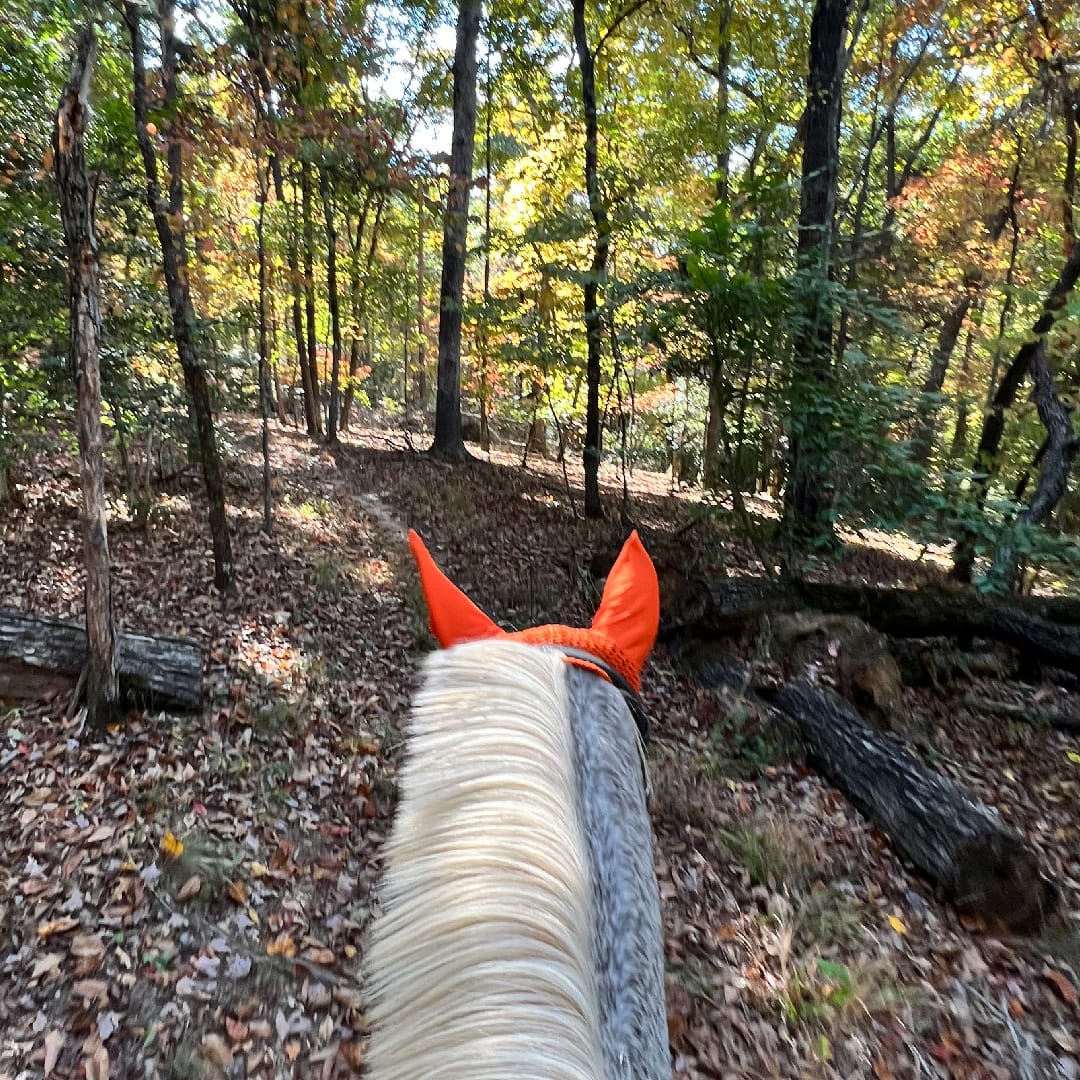 5 podcasts équins que vous adorerez en tant que propriétaire de cheval