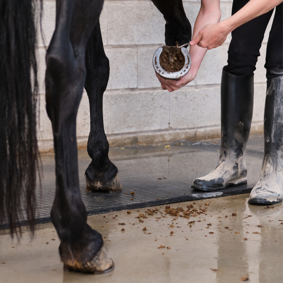 Introducing Equine Register: The Ultimate Companion for Horse Lovers!