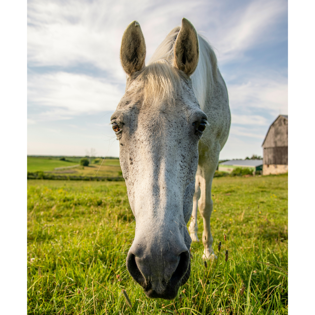 Protéger vos chevaux et vous-même de la chaleur : conseils essentiels pour l'été