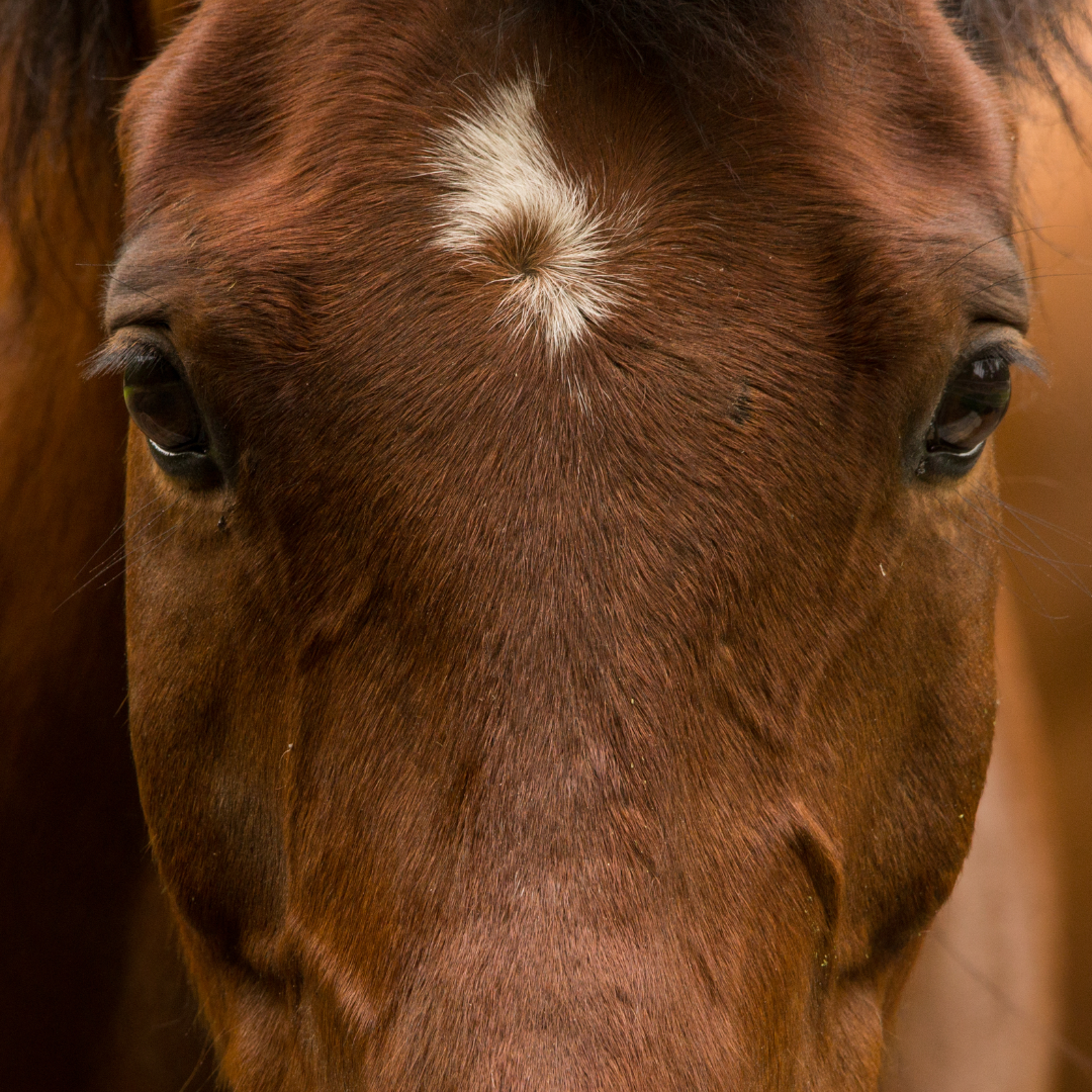 Ne laissez pas votre film d'été s'intituler « Les 5 façons dont mon cheval a failli mourir ».