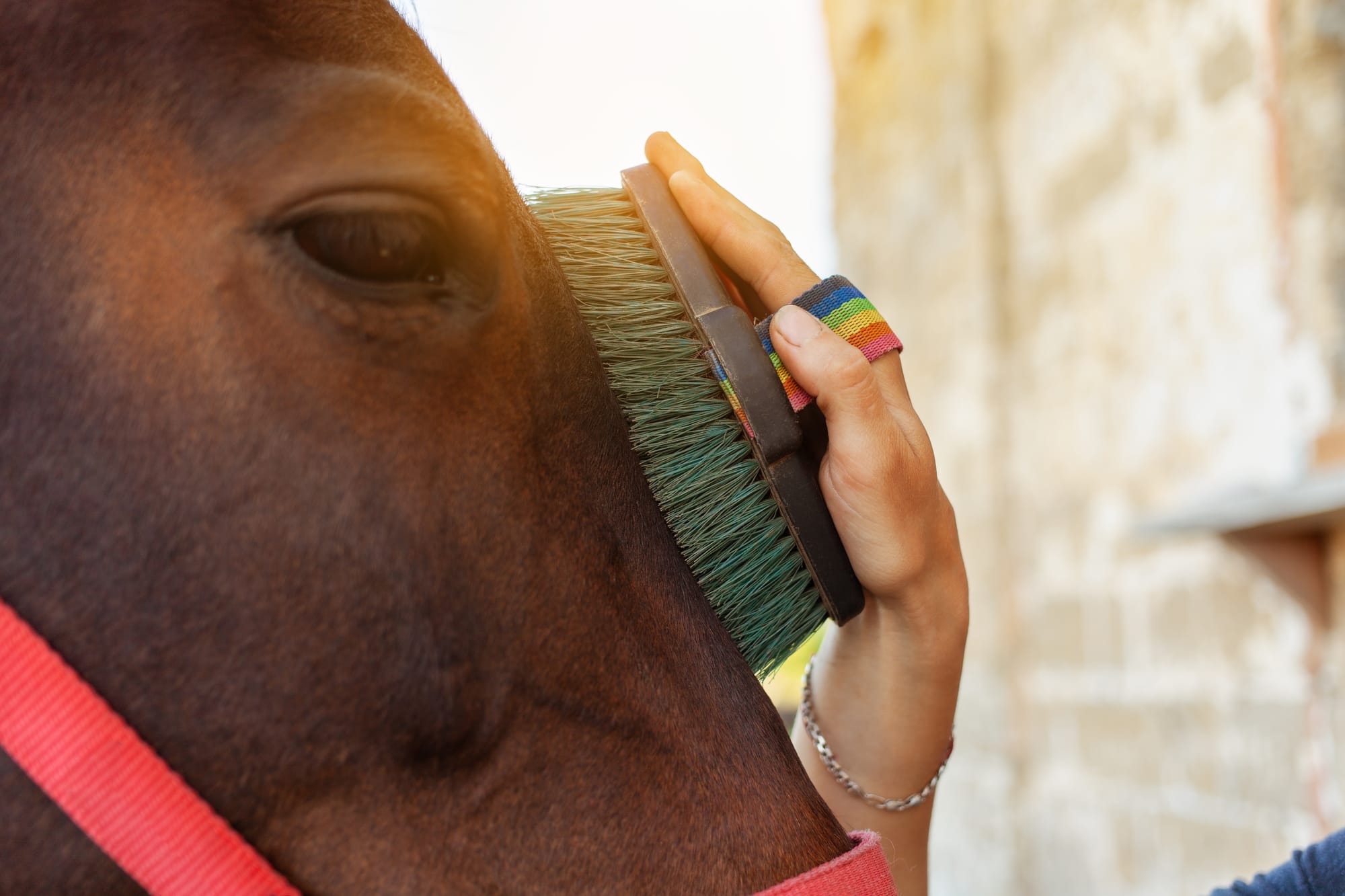 La perte du pelage d'été : comment garder votre cheval propre lorsque les températures chutent ?