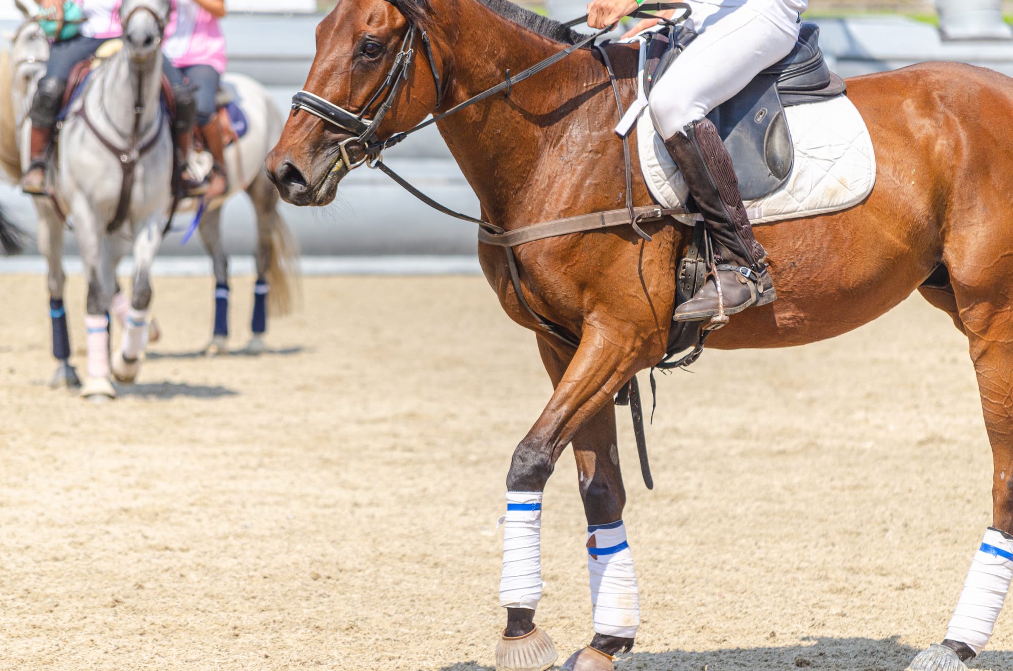 Five lesser-known horse sports that we love!