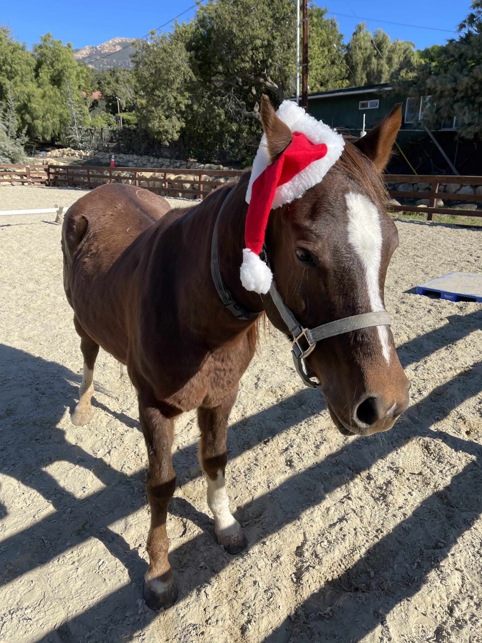 Our Top 8 Christmas Presents for your Horse
