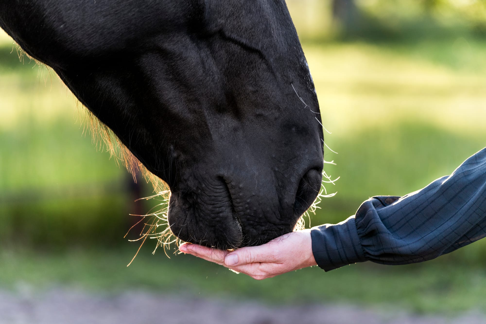 How to get your horse ready for the year ahead
