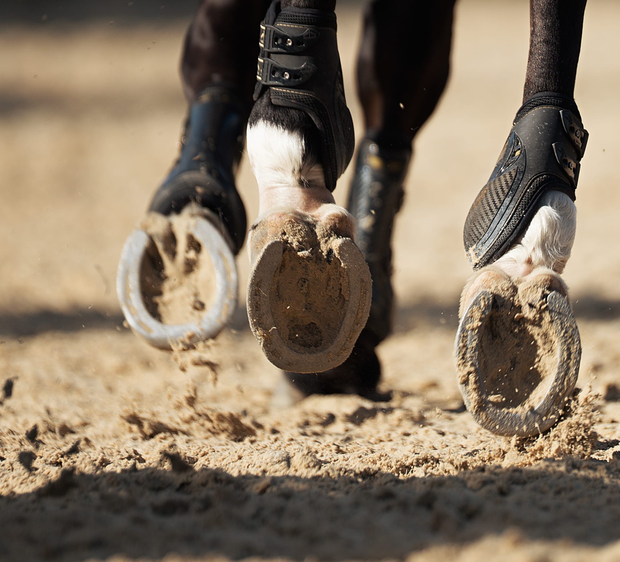 The Importance of Good Hoof Care and Hoof Structure