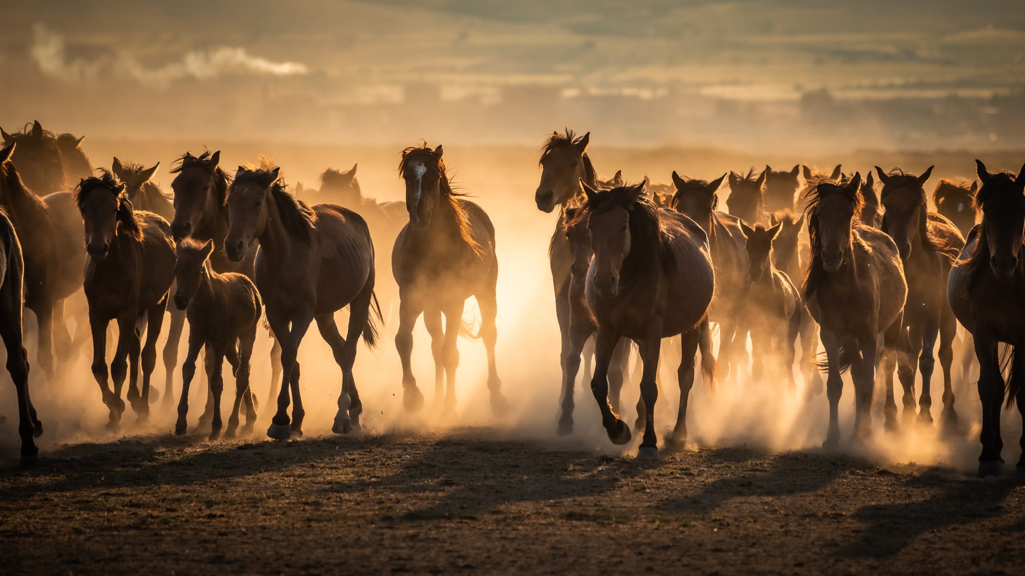 How U.S. Tariffs Could Impact the Canadian Equine Industry – And What You Can Do About It