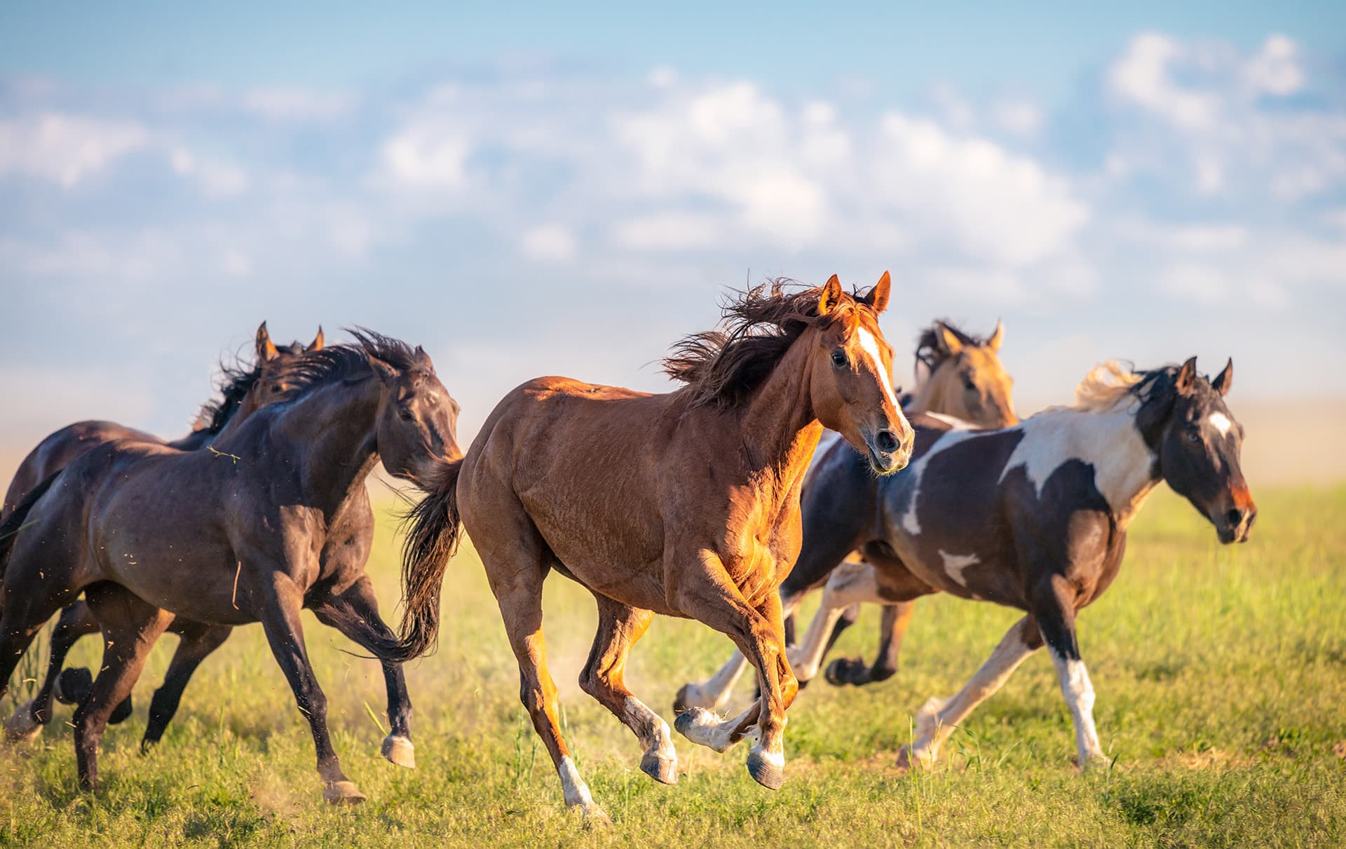 Horse running in a field at a ranch with horse & livestock insurance