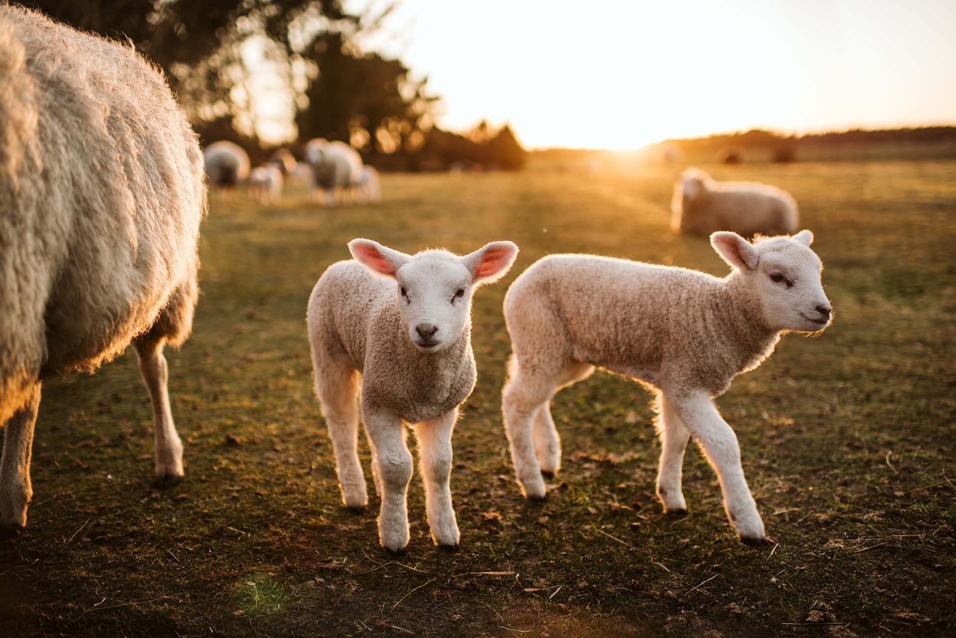 Sheep and lambs on a farm with horse & livestock insurance