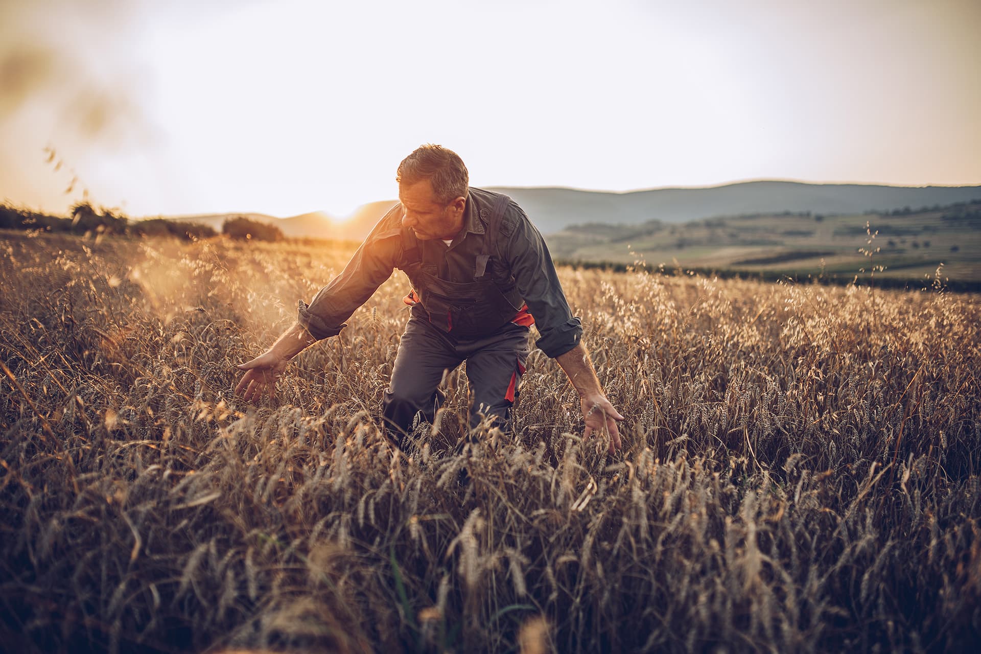 A farmer with farmers insurance coverage checking wheat in the field
