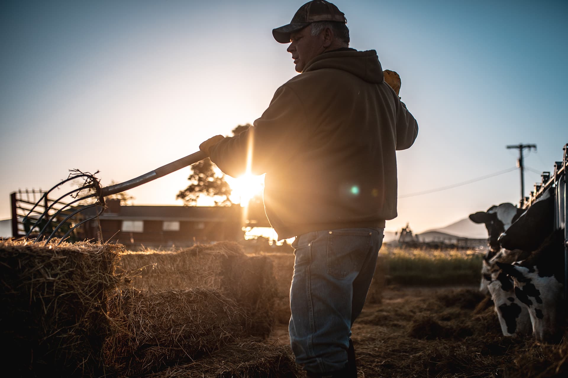 Farmer bailing hay with cows in the background at his farm with dairy farmers insurance