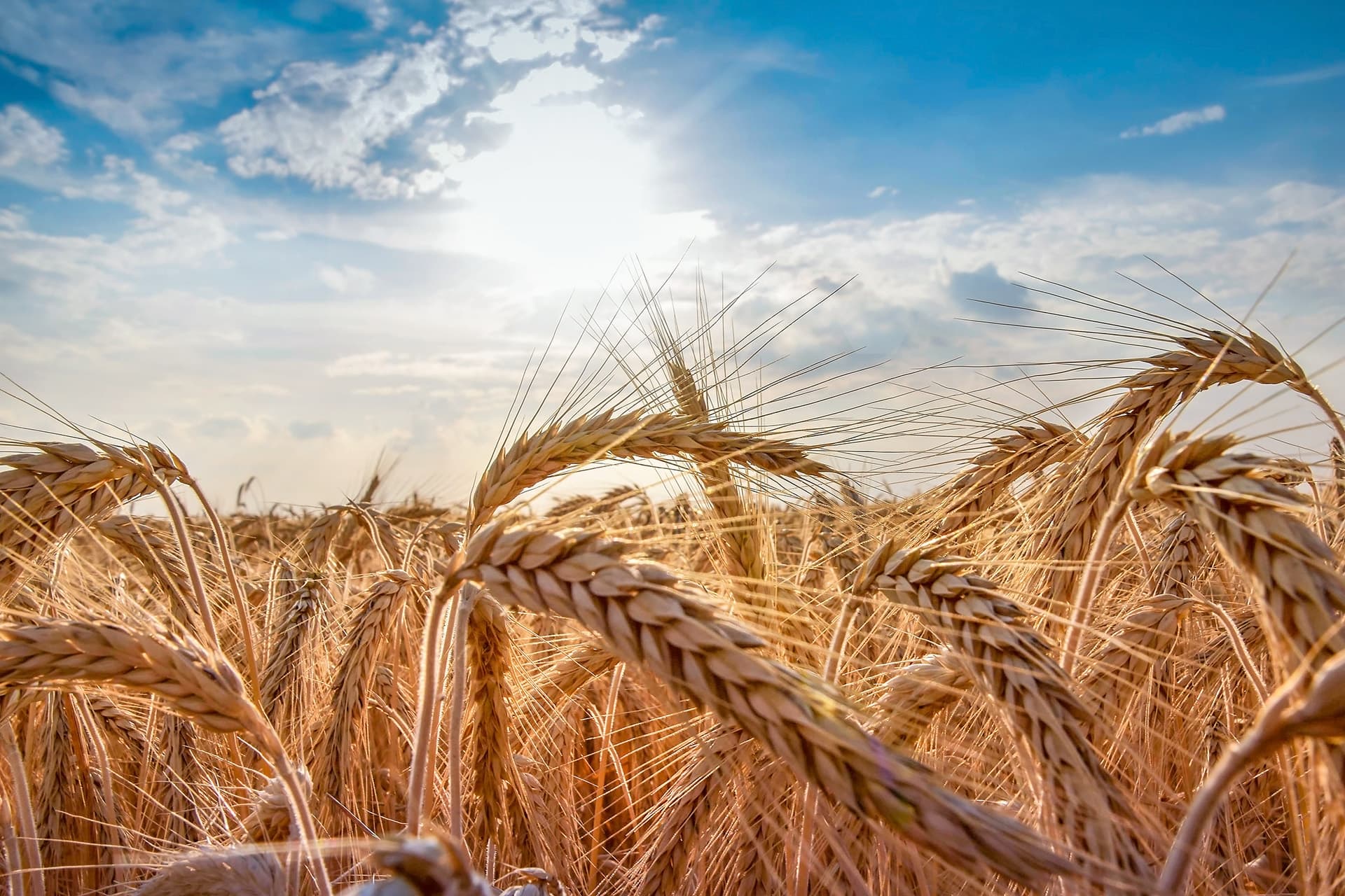 A field of wheat at a farm with farmers insurance coverage