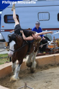 Le spectacle des chevaux