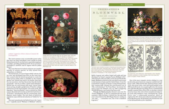The Graphic Flower. Ray Flowers and Roses in American Art and Culture