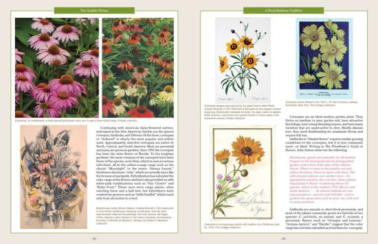 The Graphic Flower. Ray Flowers and Roses in American Art and Culture