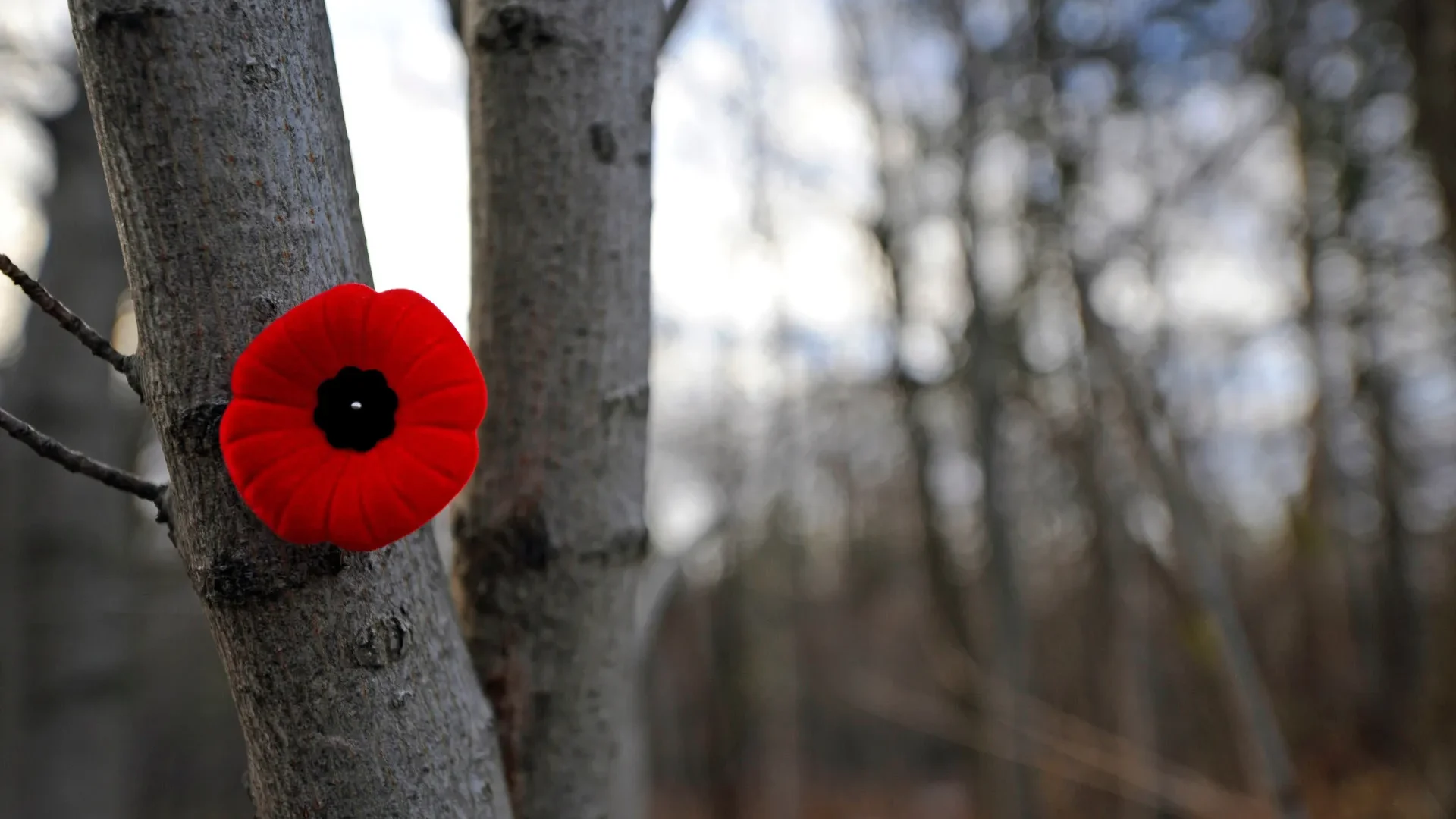 Ce nouveau Mémorial est érigé au parc Jacques-Cartier qui sera rebaptisé place du Souvenir. Photo archives Médialo.