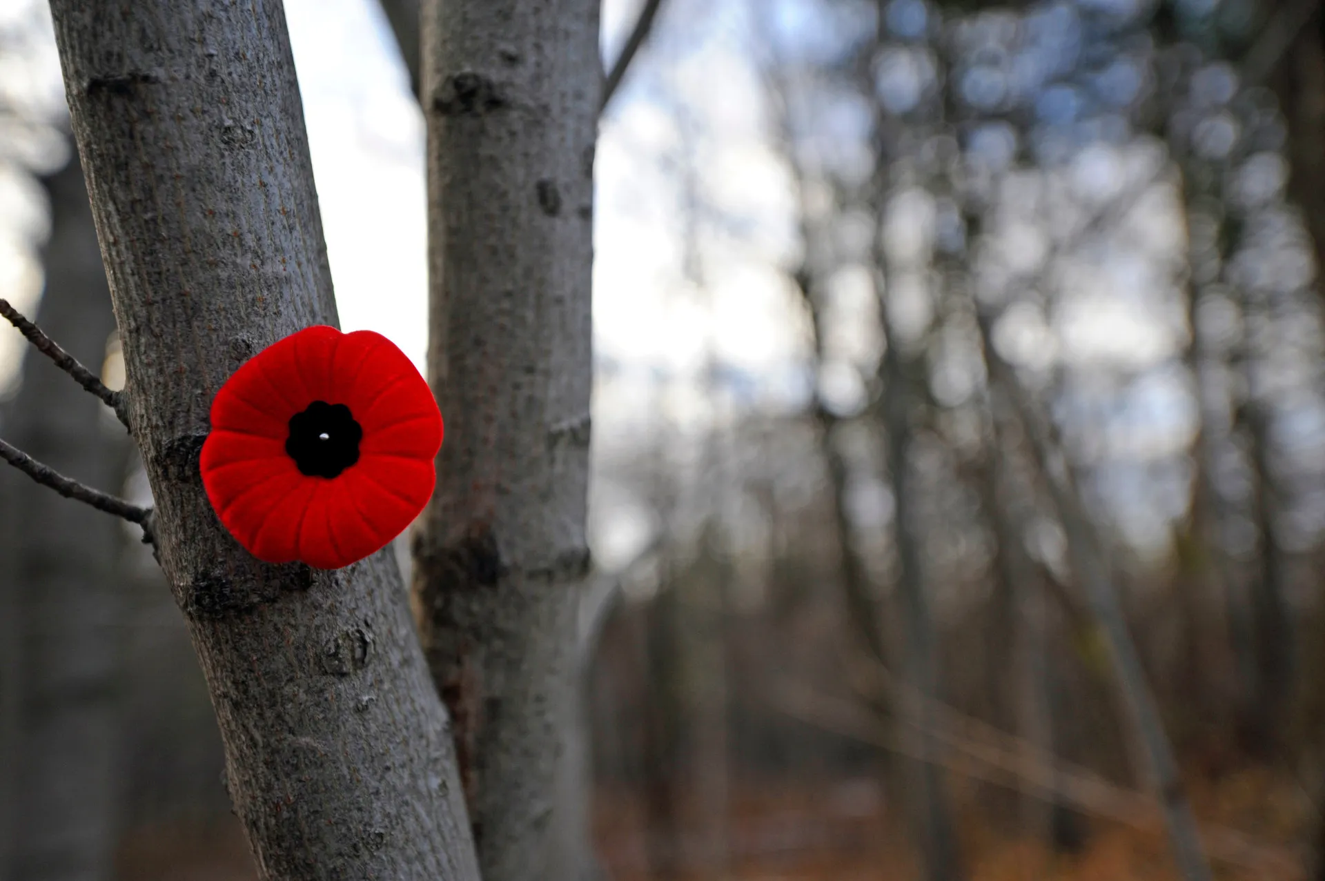 Ce nouveau Mémorial est érigé au parc Jacques-Cartier qui sera rebaptisé place du Souvenir. Photo archives Médialo.