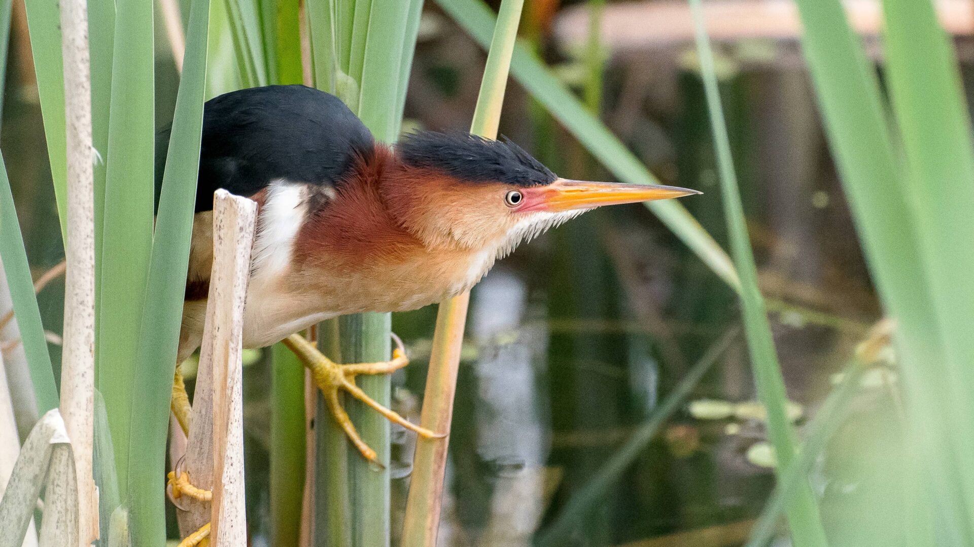 Pour les amateurs d’oiseaux, le parc est phénoménal. Photo gracieuseté.