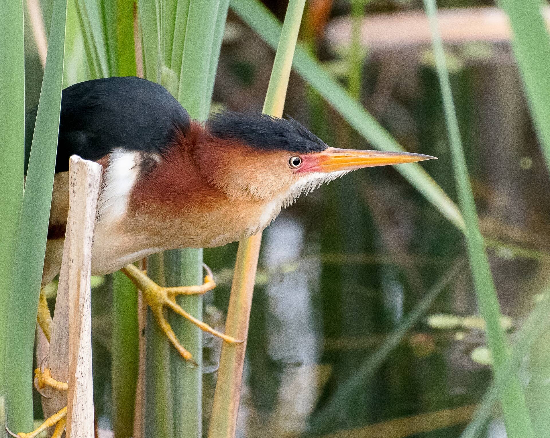 Pour les amateurs d’oiseaux, le parc est phénoménal. Photo gracieuseté.