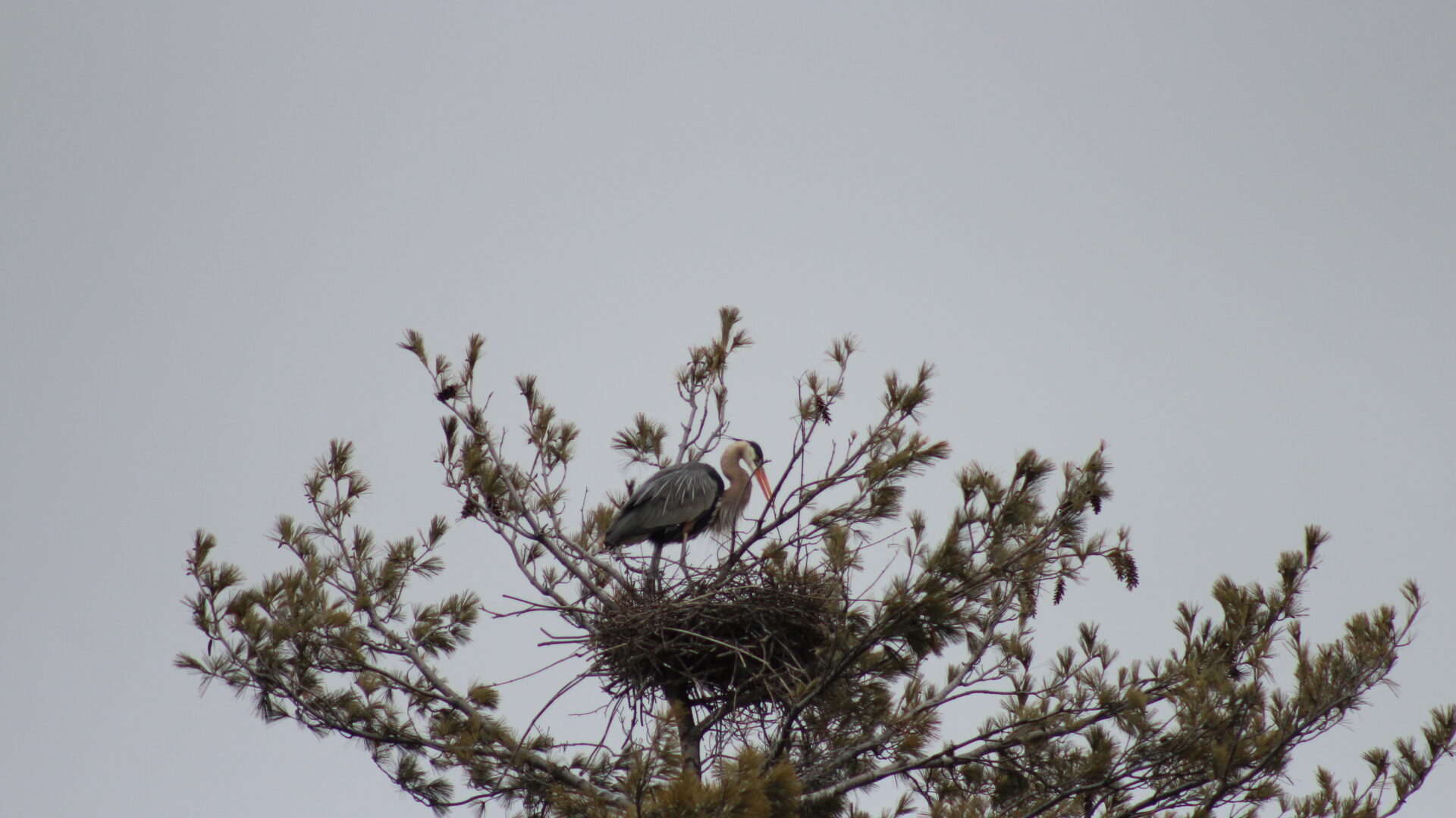 Un grand héron dans son nid. Photo Médialo – Sabrina Quesnel-Bolduc 