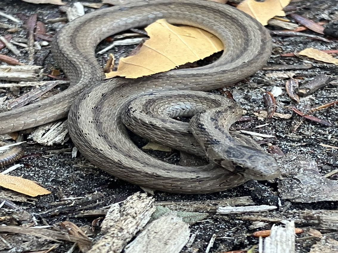 La couleuvre brune est une espèce menacée, mais présente à Terrebonne. (Photo gracieuseté - Ville de Terrebonne)