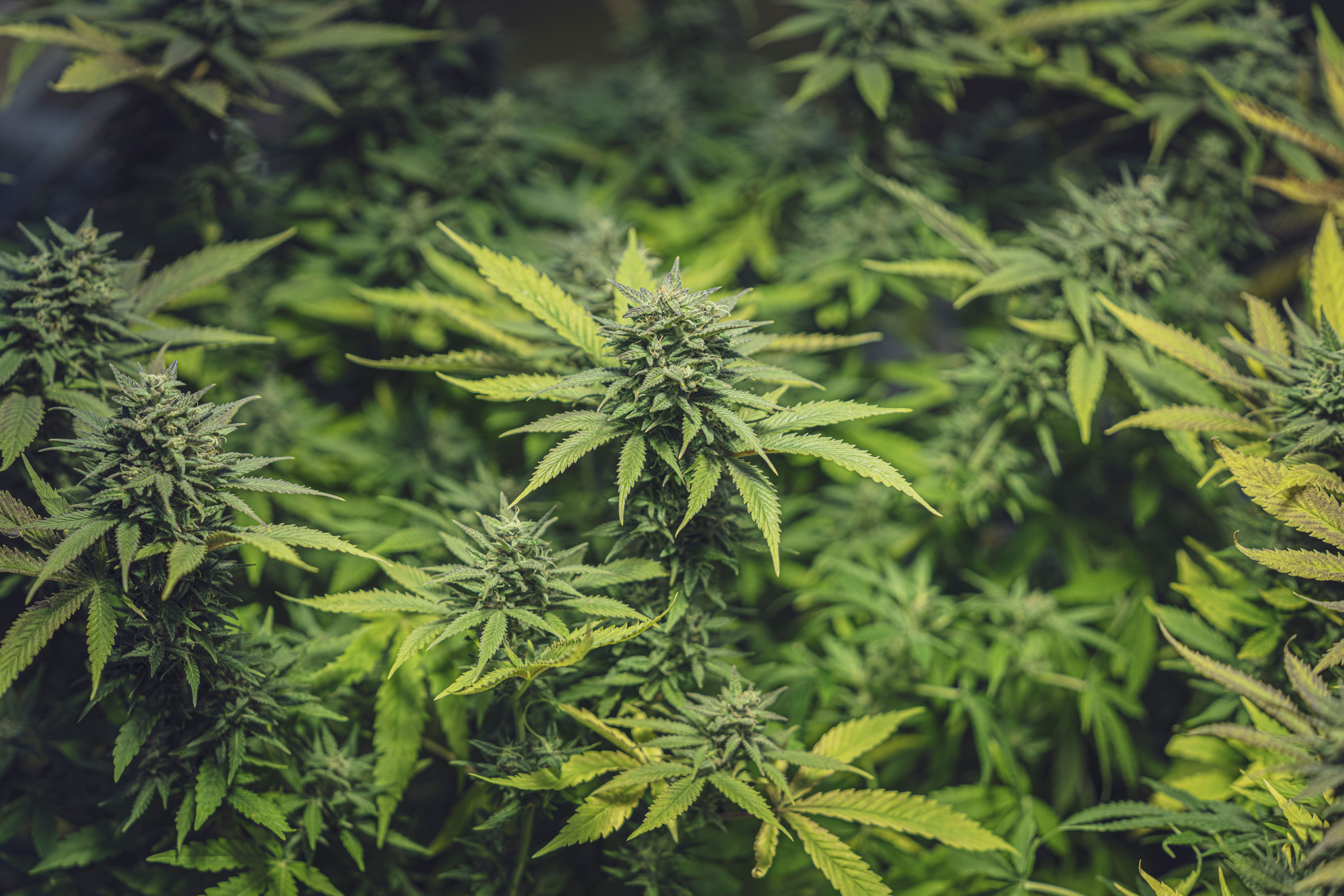 Quatre arrestations pour contrebande de cannabis . Photo Adobe Stock
