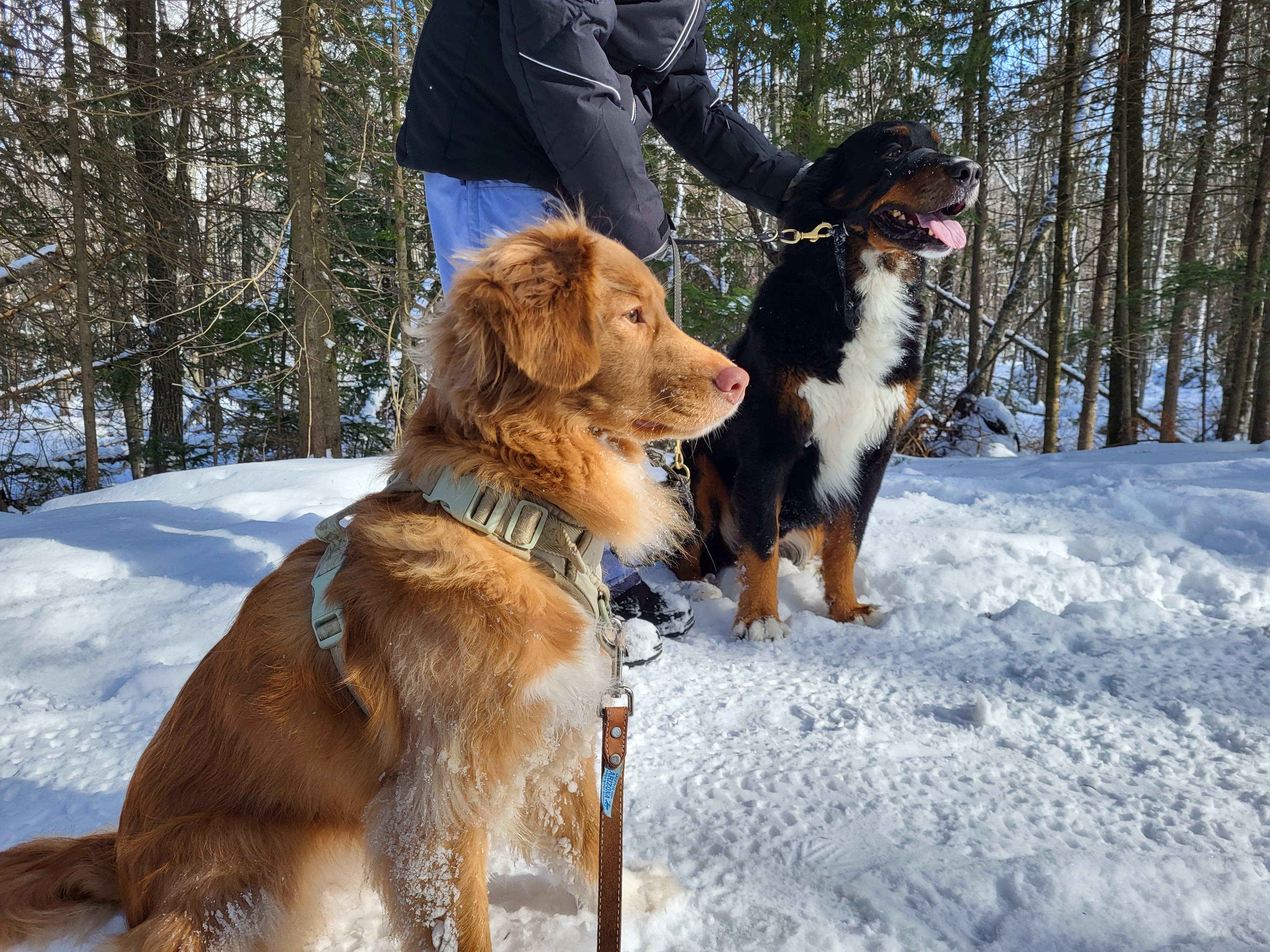 des chiens en randonnée