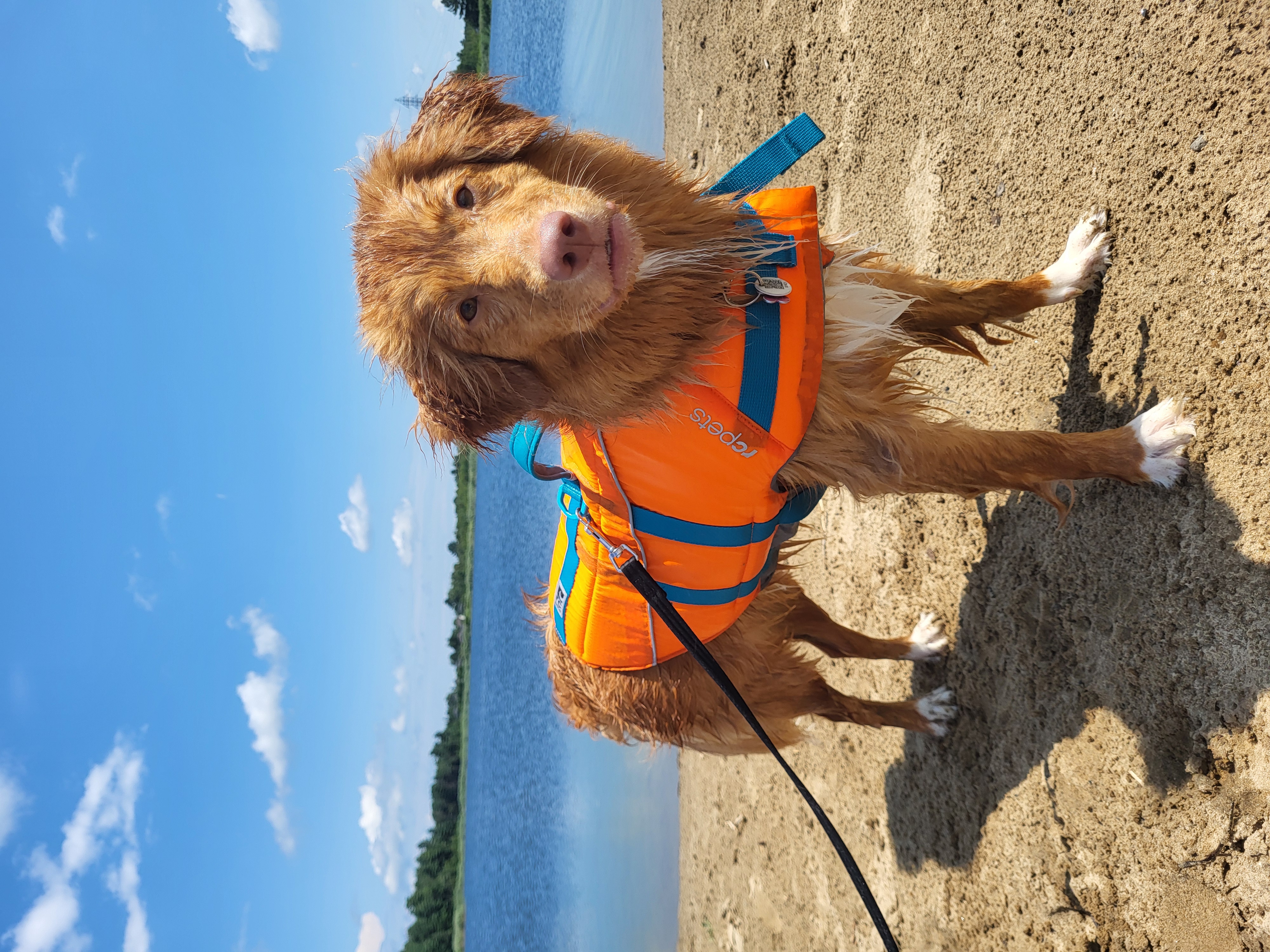 Chien sur une plage