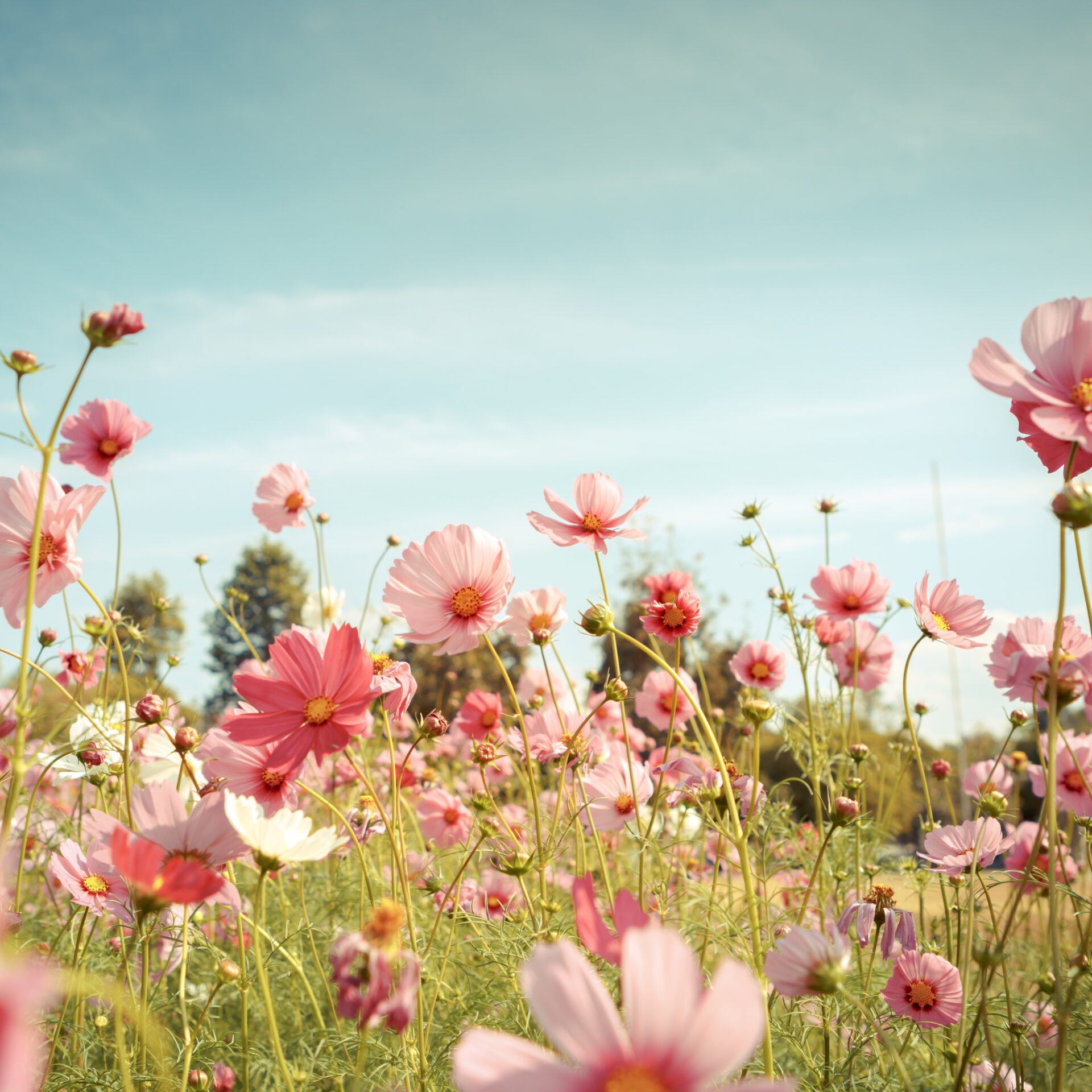 (Photo Adobe Stock)