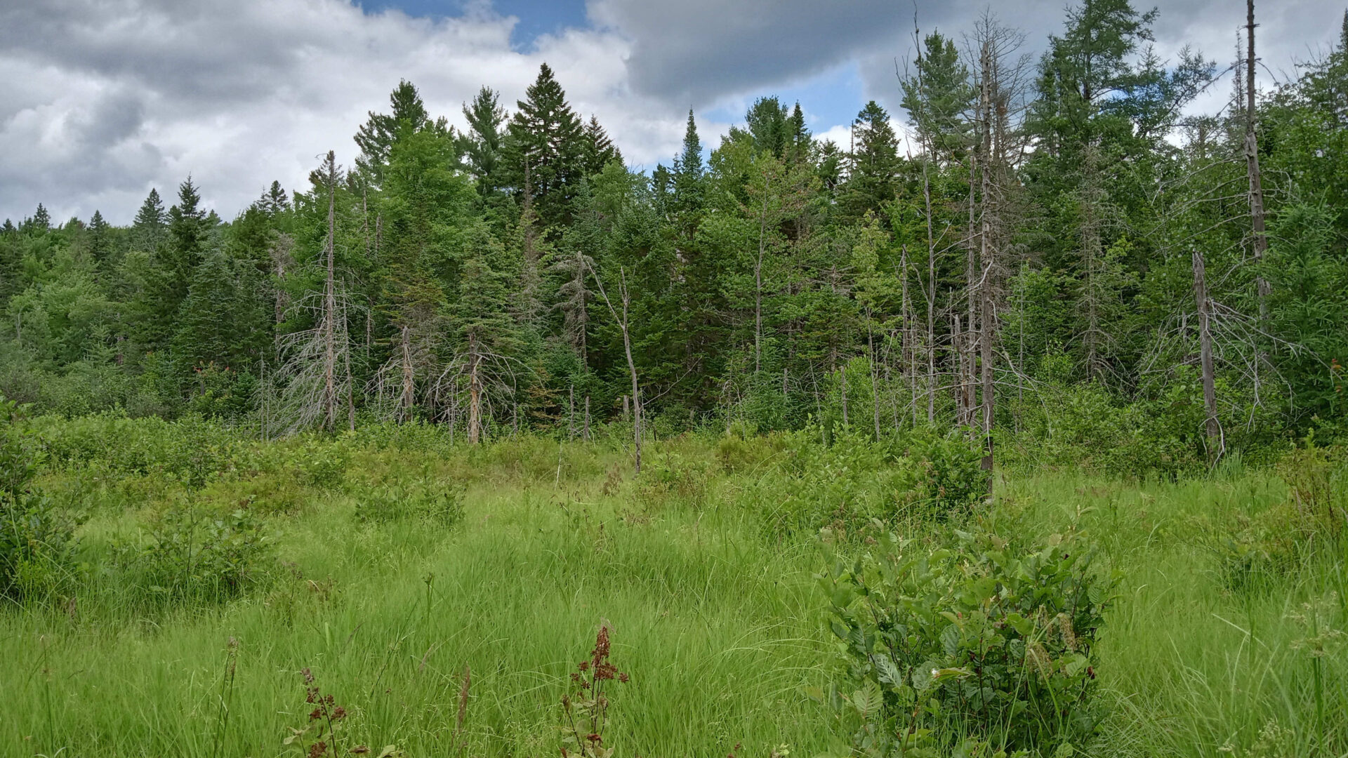 La Forêt Lacelle à Saint-Gabriel-de-Brandon. (Photo gracieuseté)