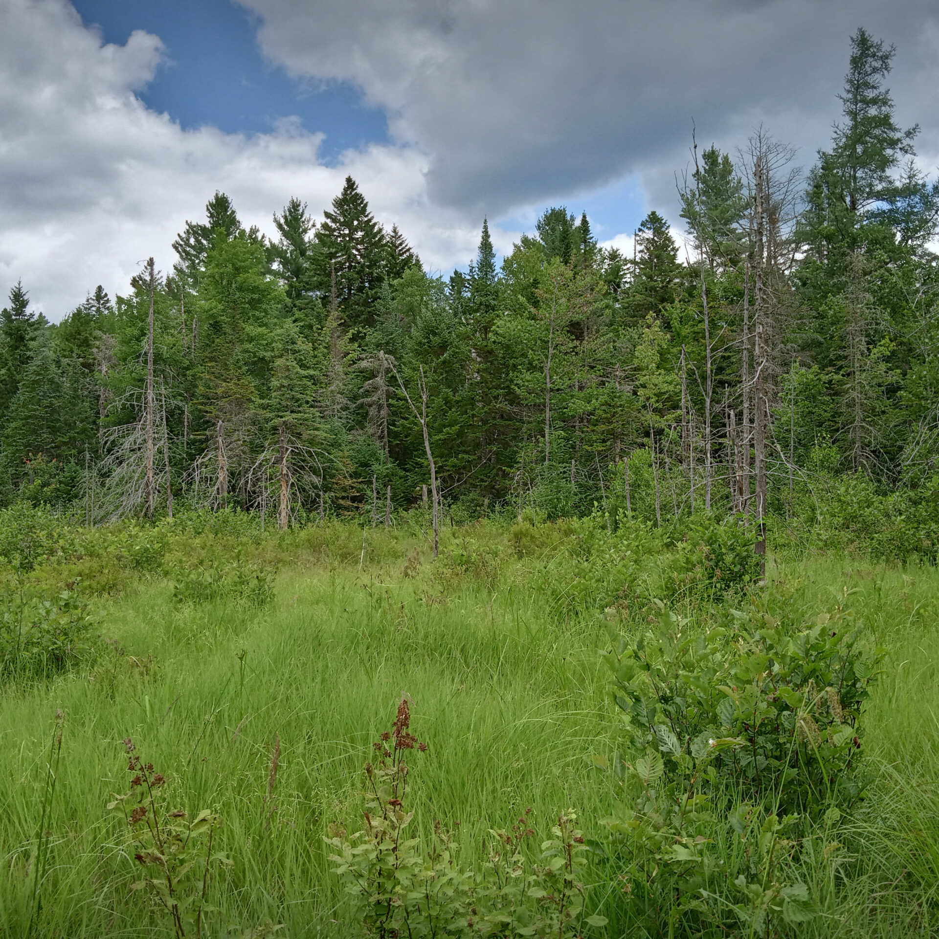 La Forêt Lacelle à Saint-Gabriel-de-Brandon. (Photo gracieuseté)