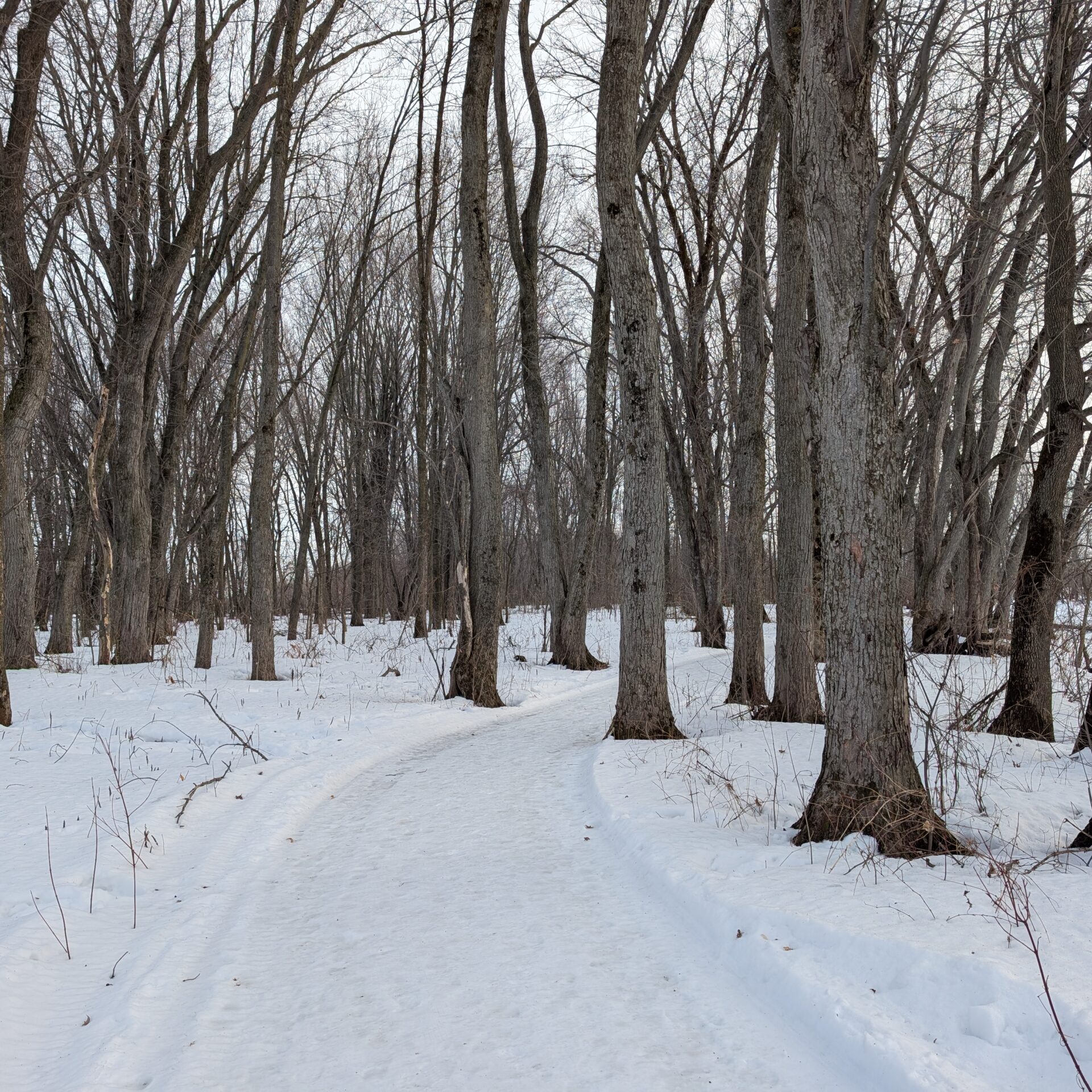 Les sentiers pédestres dans le Parc régional de l’Île du Mitan s’étendent sur environ 10 km.  (Photo Médialo – Jason Joly)