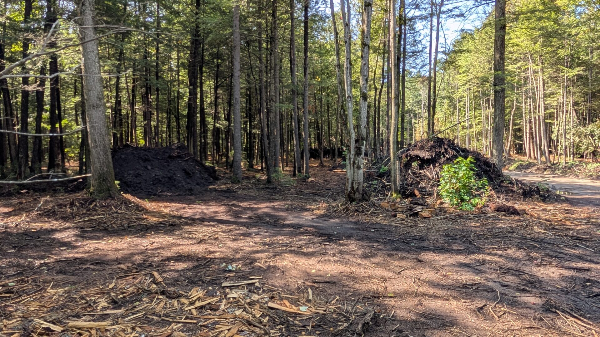 Les voisins du boisé déplorent que des arbres sains aient été abattus. (Photo Médialo – Jason Joly)