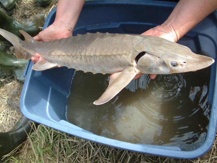 (Photo gracieuseté - OBV L’Assomption)