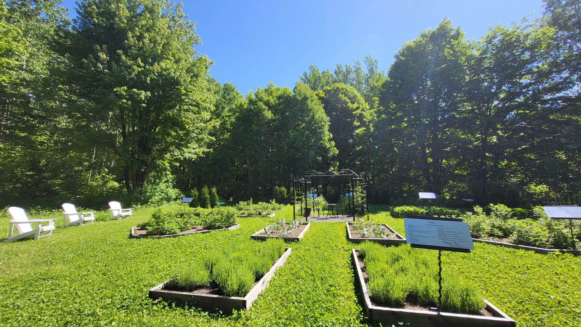 Le jardin de thé. Photo Médialo - Mélissa Blouin 