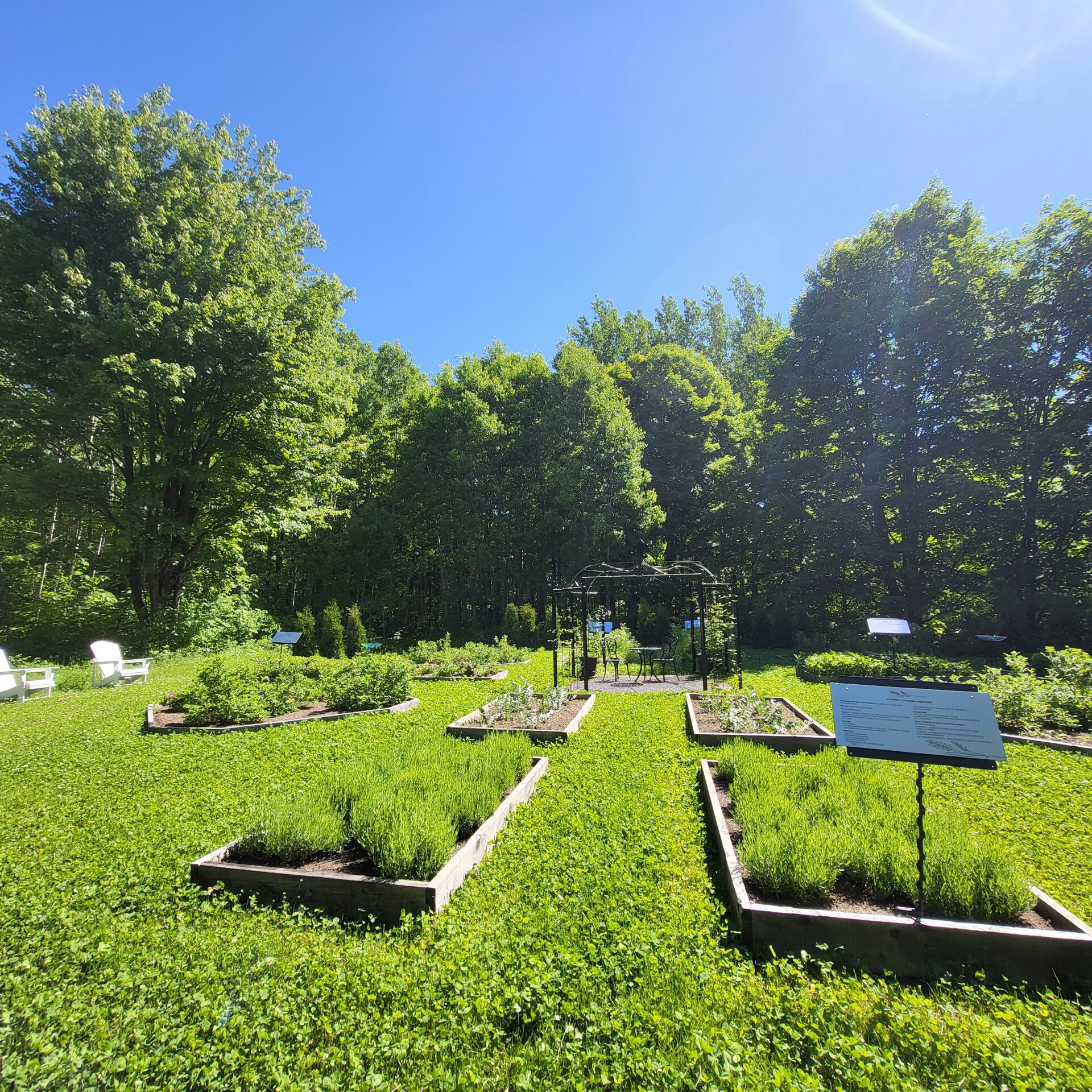 Le jardin de thé. Photo Médialo - Mélissa Blouin 