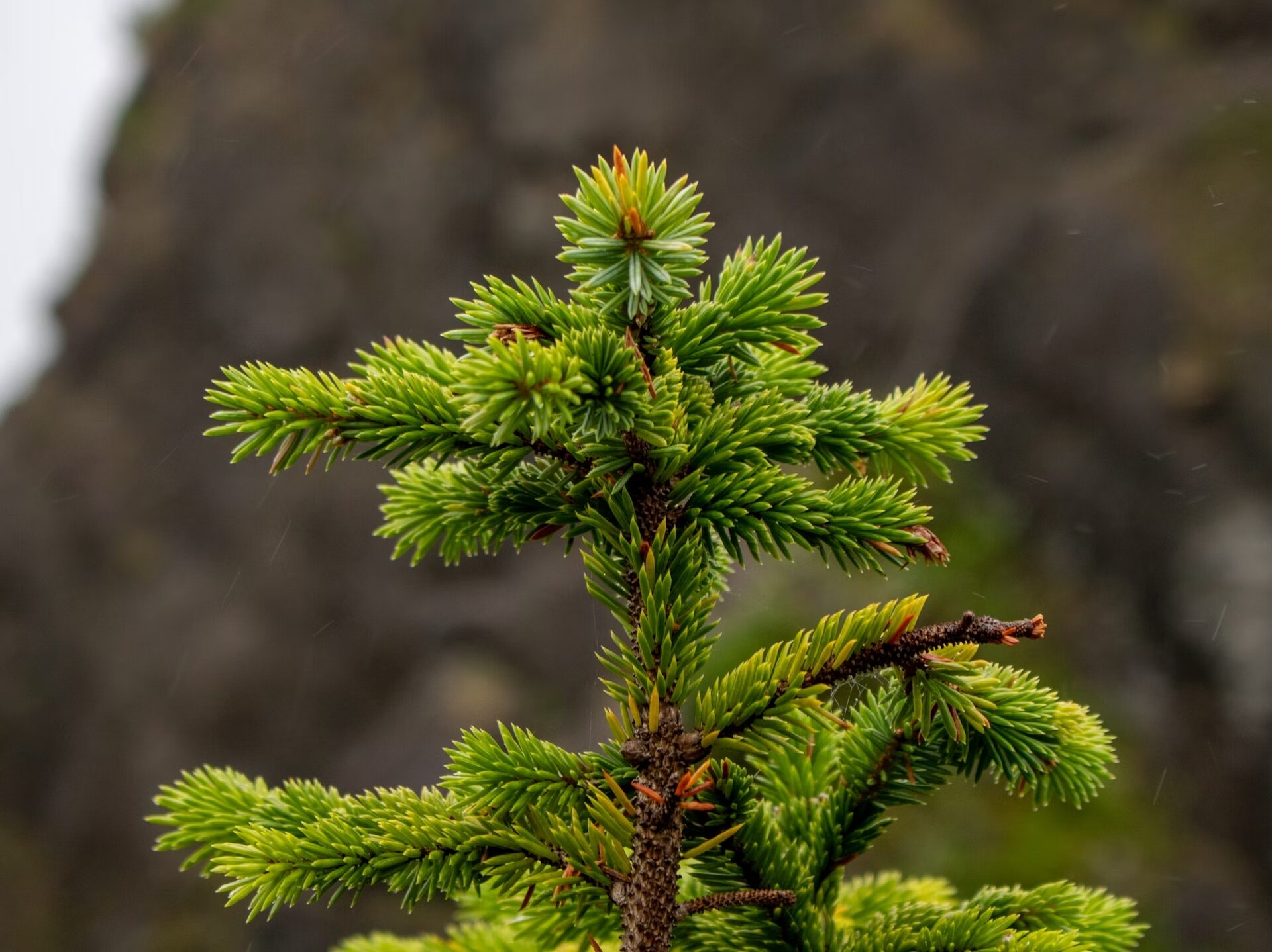 Les premières opérations de pulvérisation aérienne pour freiner l’épidémie de tordeuse des bourgeons de l’épinette sont lancées. (Photo : Unsplash)