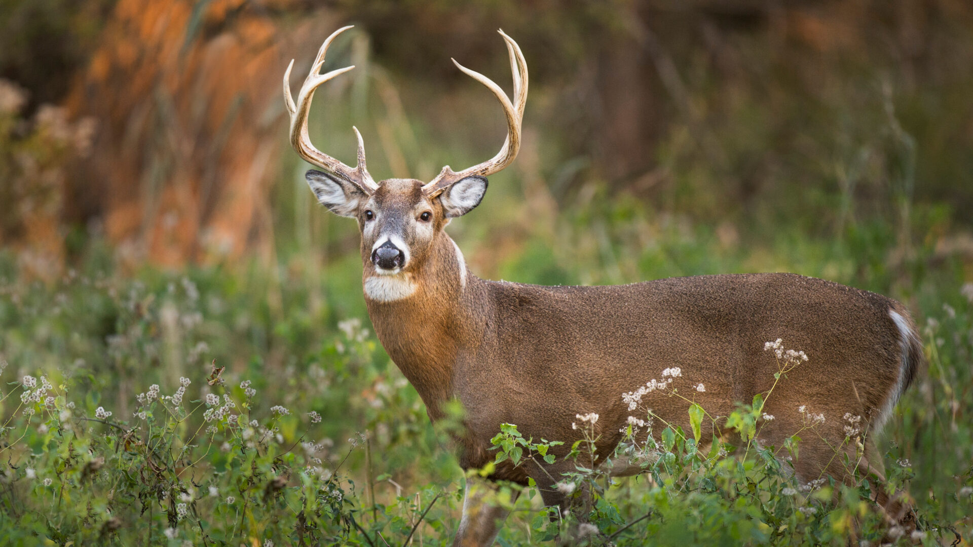Les Hautes-Laurentides affichent un bilan 2024 exceptionnel pour la chasse au chevreuil, avec des récoltes marquantes dans les zones 10, 11 et 12. Photo Adobe Stock